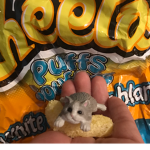 Brad the cat