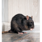 Rat collectors