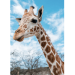 Flower.._Giraffe's