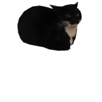 Maxwell the Cat