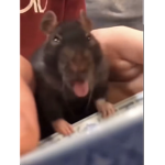 Slay to rats <3