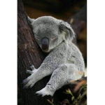 Best Koalas