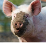 PIGGGGGGGGGGGG