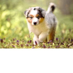 Puppy Fever HQ