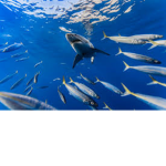 Aquatic Tribe