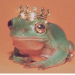Frog Rave