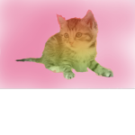 Kitten and LGBTQ+ Group!