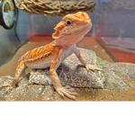 The Lizard Legends