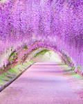 Whimsical Wisteria Garden