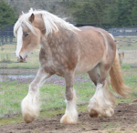 Haras Bluey Core <3