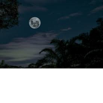 -moonlight’s group-