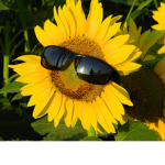 Sunnii flower