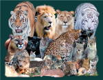 big cat lovers