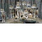 Wolf Spirits Only