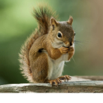 The squirrel ministry