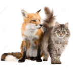 Fox and cat love