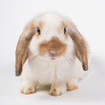 rabbitsarecute