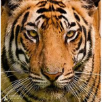 Game by stripes