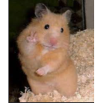 gang hamster <3