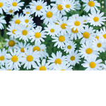 Field of Daisy's