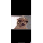 Creepy doggo Chamo