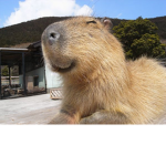 Capybara Hotdogs