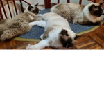 tillylovecat