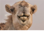 camel  pls