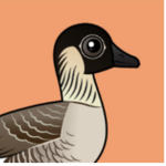 Nene bird group