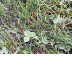 Grass is bad