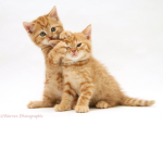 Kittens Are AWSOME!!!!!!!
