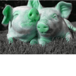 Alien pigs