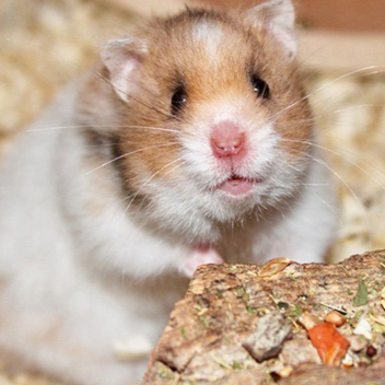 pierogi hamster obby