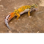 Gecko Games™