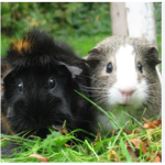 Avatar and Guinea pig