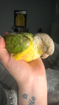 /*birds horses cats and dogs*\