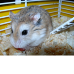 THE UWU TEAM HAMSTER