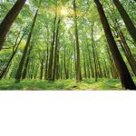 Jaja's Forest