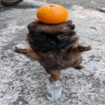Ilikelemon