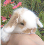 ewaaa