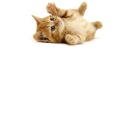 kitty cat cool boy haaaaaaaaaaaaaaaaapy's Place Nu