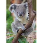 Koala Gang And Club