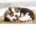 Cuzz and friends for life