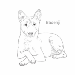 Basenji