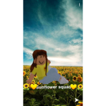 My baby sunflowers