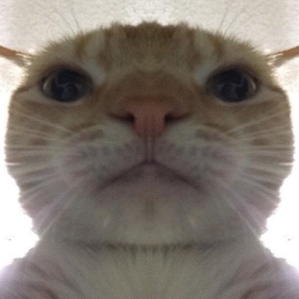 Staring Cat Roblox decal