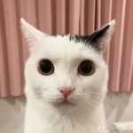 BuffySqaud