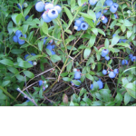 TheBlueBerryGarden