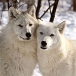 The Wolf Loves