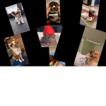 Dog fan group :):)